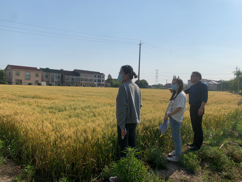 审计关注涉粮补贴  助力保障农民利益